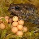 Image of Cusco Andes frog