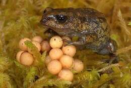 Image of Cusco Andes frog