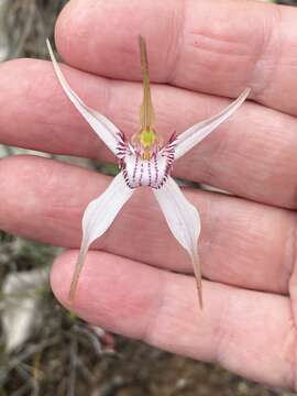 Image of Christine's spider orchid