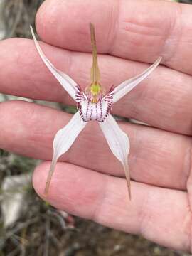 Image de Caladenia christineae Hopper & A. P. Br.