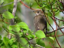 Image of Gray-cheeked Thrush