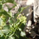 Image of Mercurialis huetii Hanry