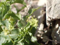 Image of Mercurialis huetii Hanry