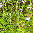 Image of Vinca difformis subsp. sardoa Stearn