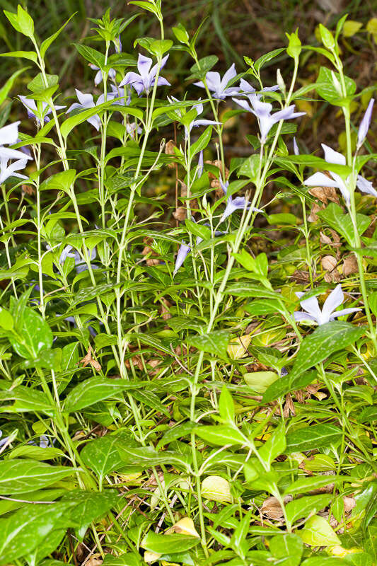 Image of Vinca difformis subsp. sardoa Stearn