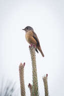 Plancia ëd Muscicapa ferruginea (Hodgson 1845)