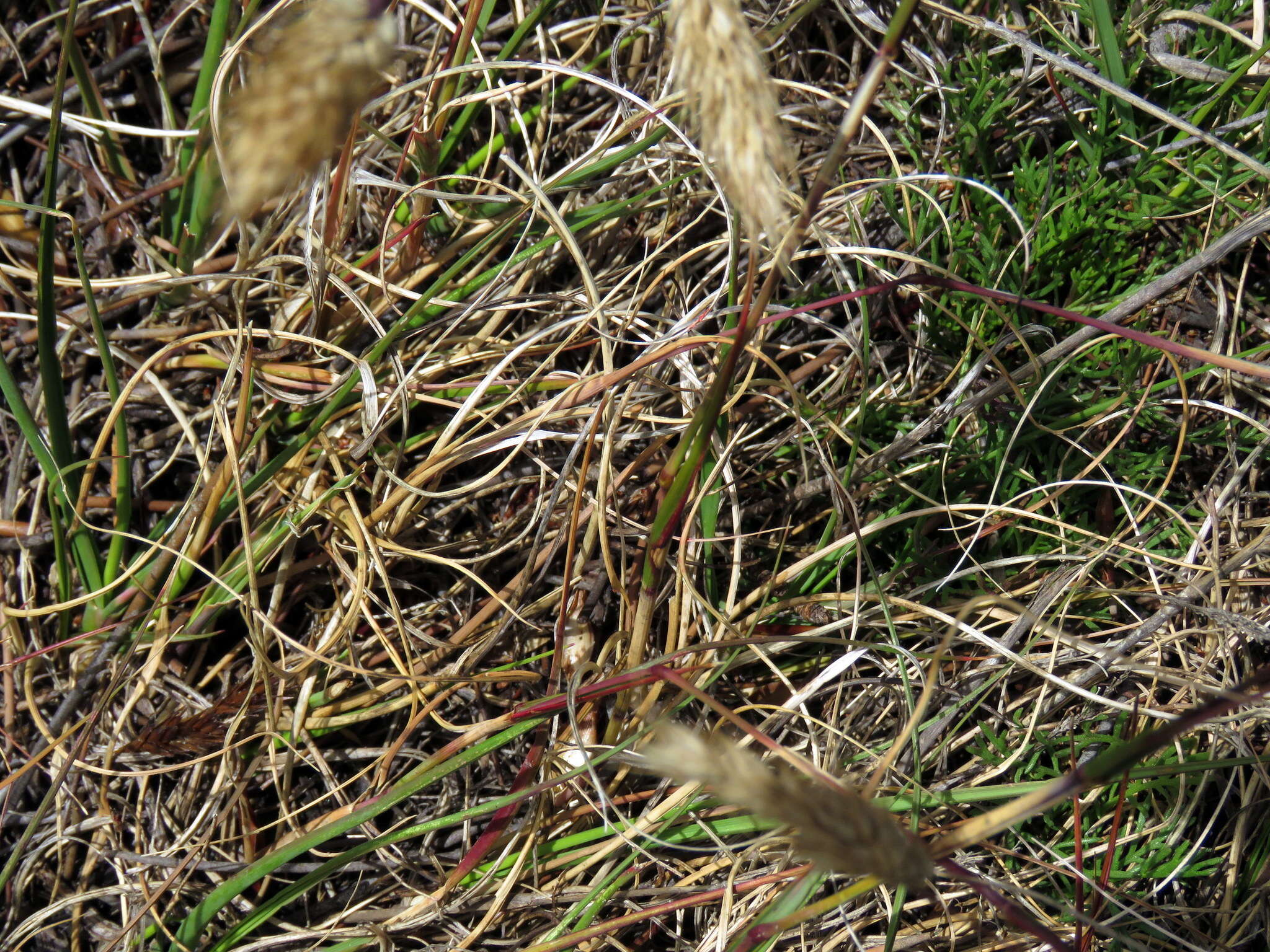 Image of Pentameris curvifolia (Schrad.) Nees