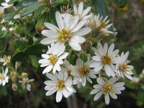 Image of Olearia stellulata (Labill.) DC.