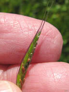 Image of annual semaphoregrass