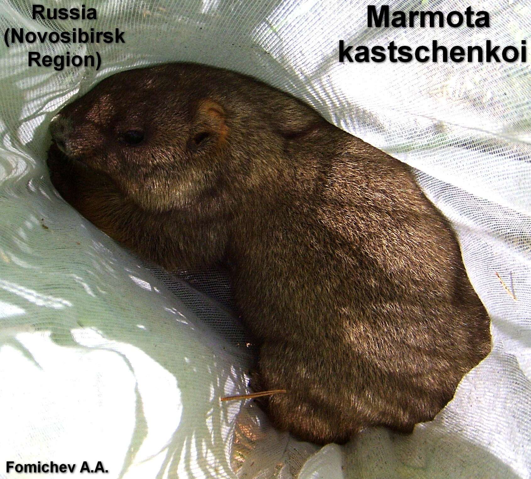 Image of Forest Steppe Marmot