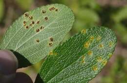 Image of Puccinia lantanae Farl. 1883