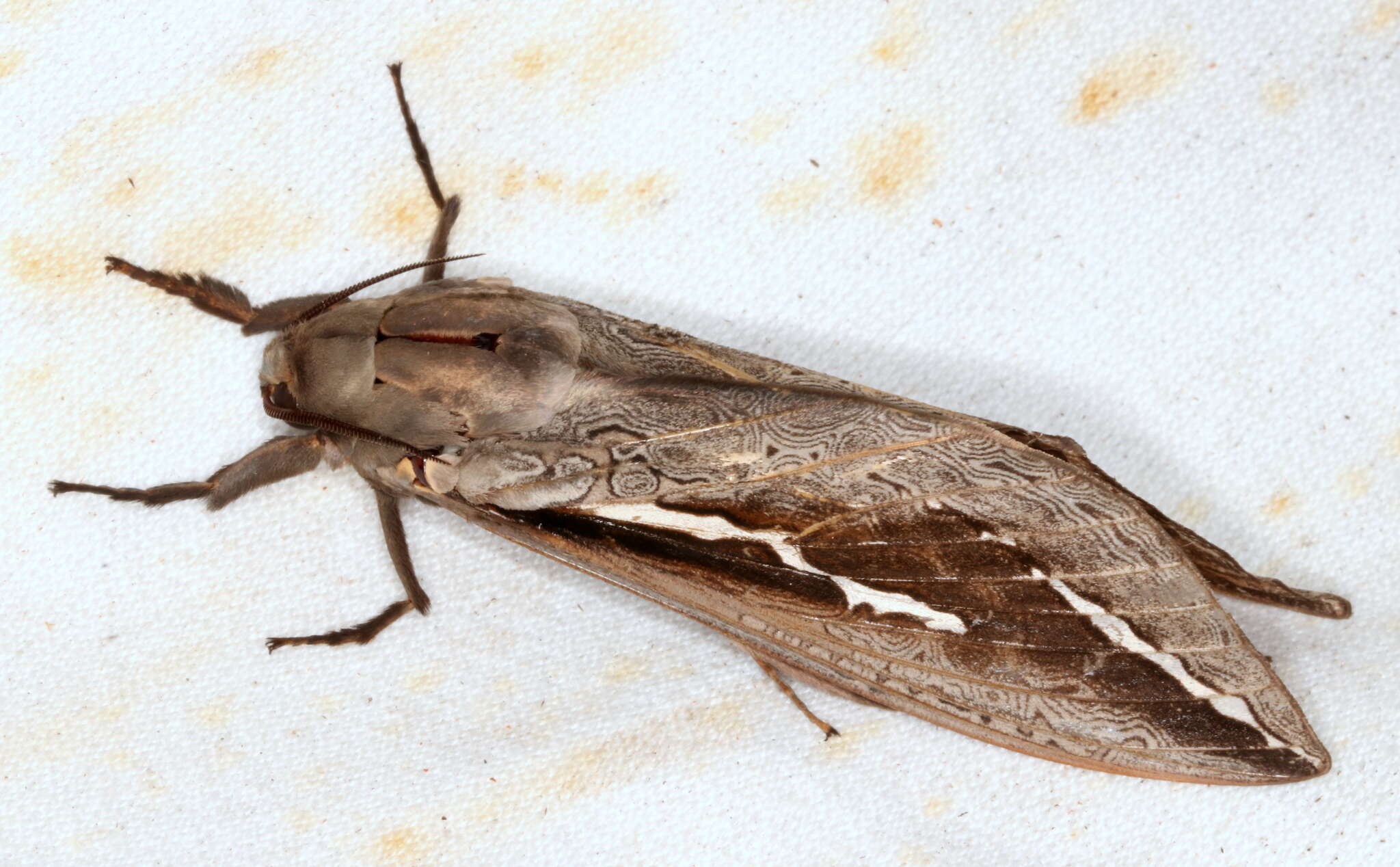 Image of Labyrinthine Ghost Moth