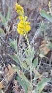 Image of California goldenrod