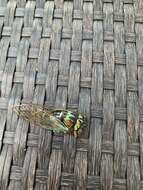 Imagem de <i>Neotibicen lyricen virescens</i>