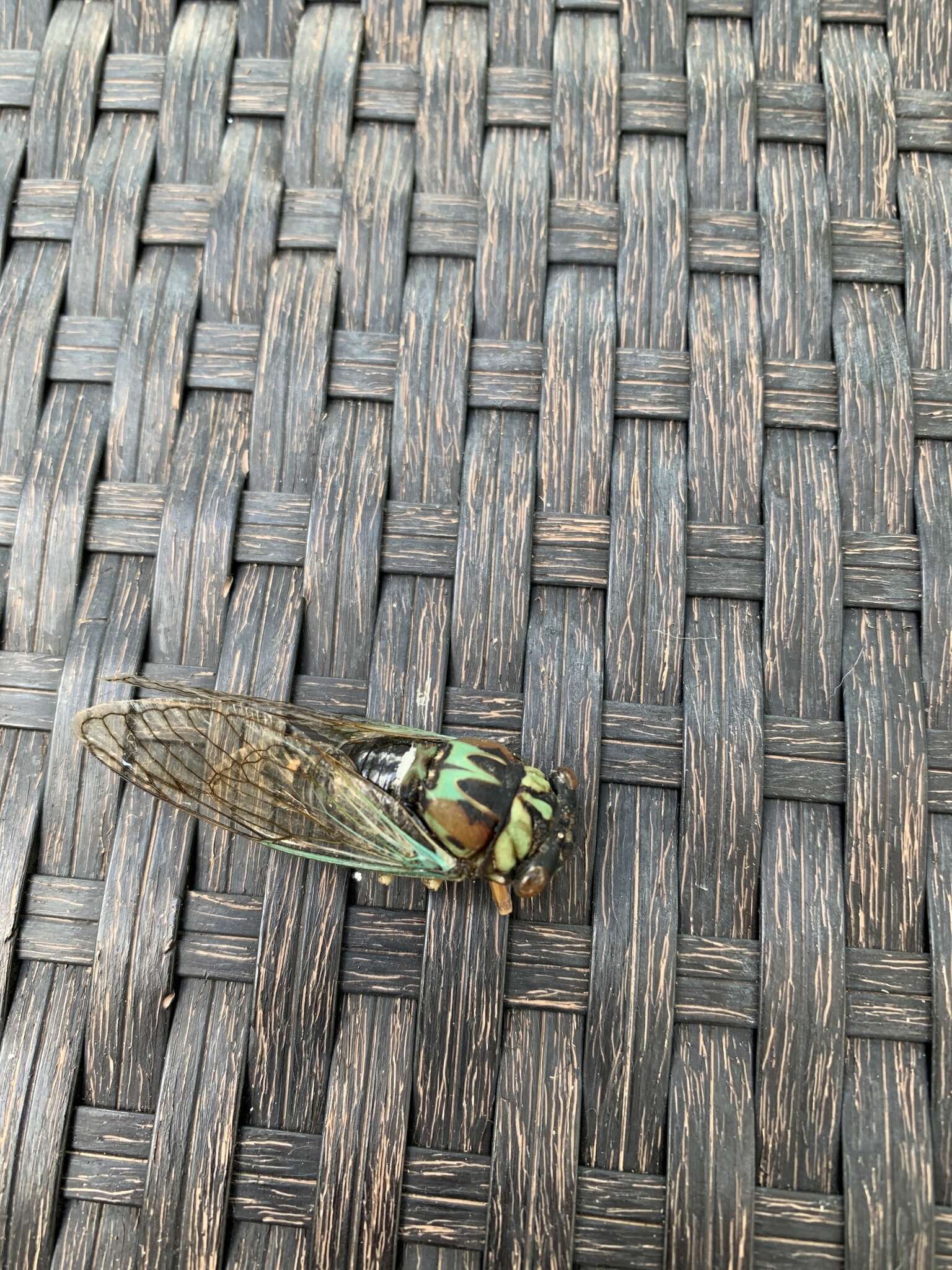 Image of Coastal Lyric Cicada