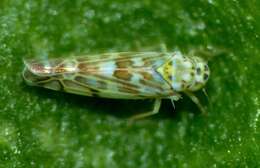 Eupteryx (Eupteryx) melissae Curtis 1837 resmi