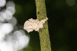 Image de Marasmius neosessilis Singer 1955