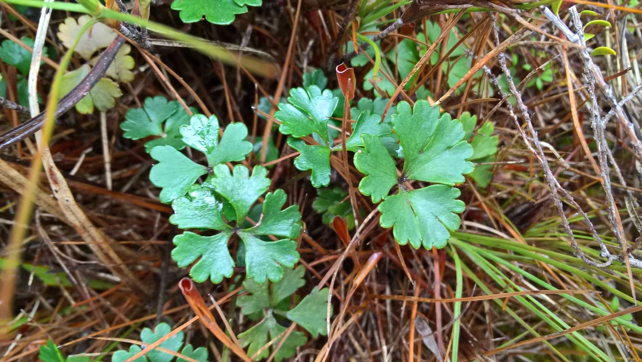 Image of Azorella roughii Kirk