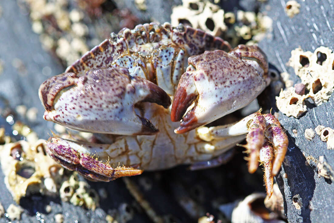 Image de Glebocarcinus amphioetus (Rathbun 1898)