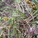 Sivun Lomandra sororia (F. Muell. ex Benth.) Ewart kuva