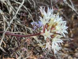 Image of darkred onion