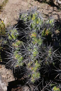 Corynopuntia invicta (Brandegee) F. M. Knuth resmi