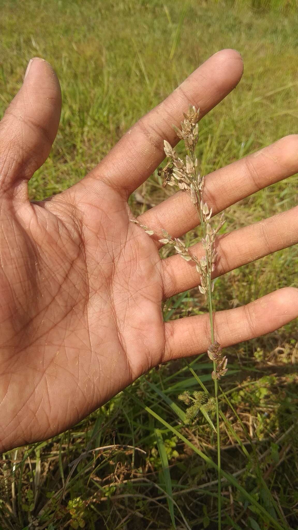 صورة Eragrostis unioloides (Retz.) Nees ex Steud.