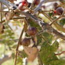 Image of Bursera copallifera (Sesse & Moc. ex DC.) Bullock