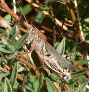 Image of Differential Grasshopper