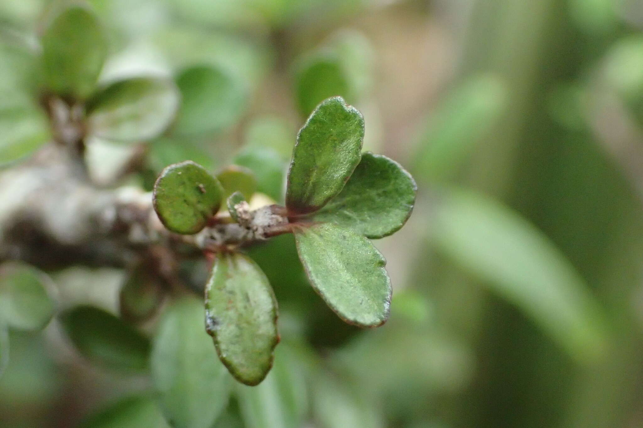 Слика од Pittosporum rigidum Hook. fil.