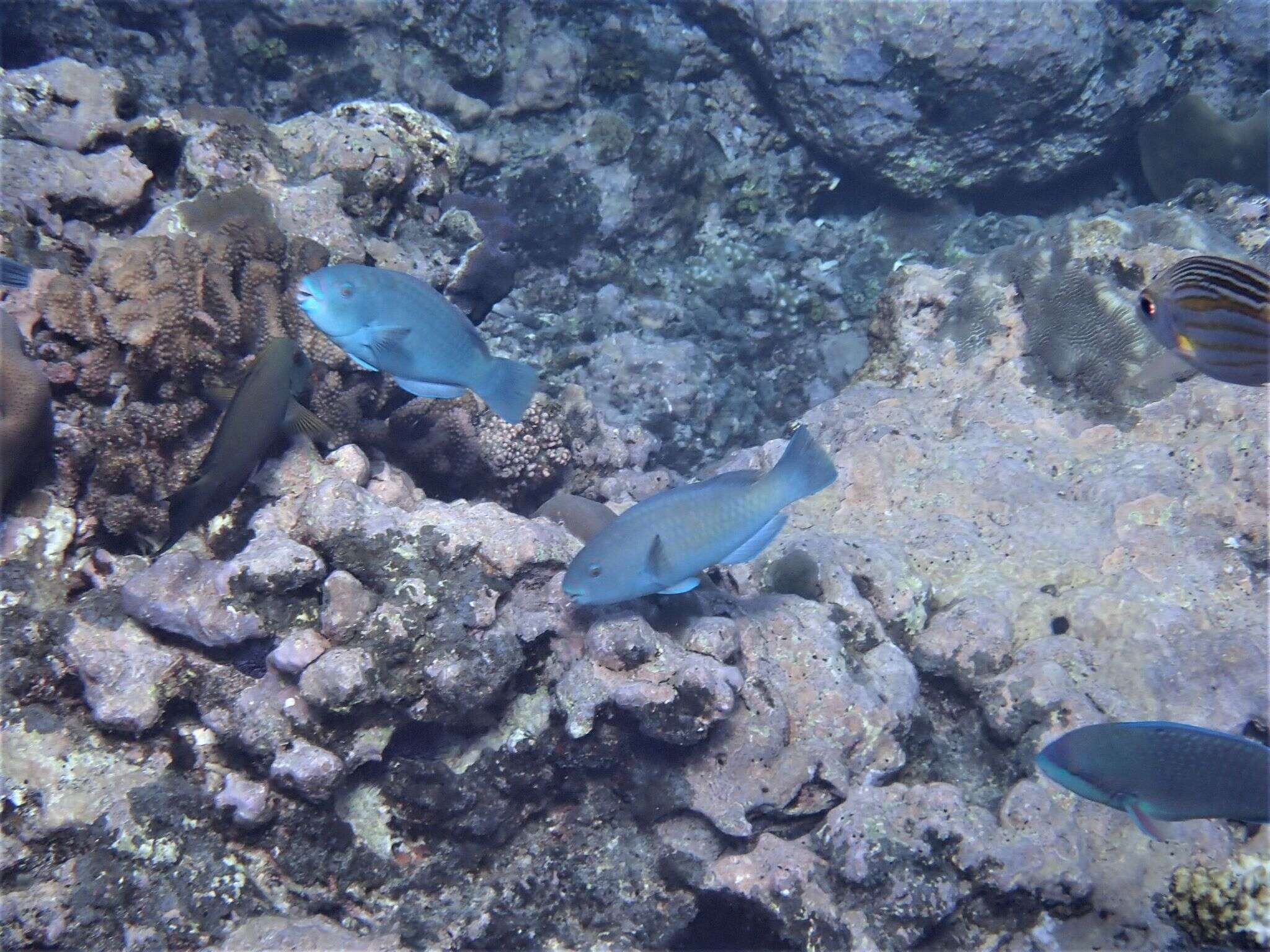 Image of Globehead Parrotfish