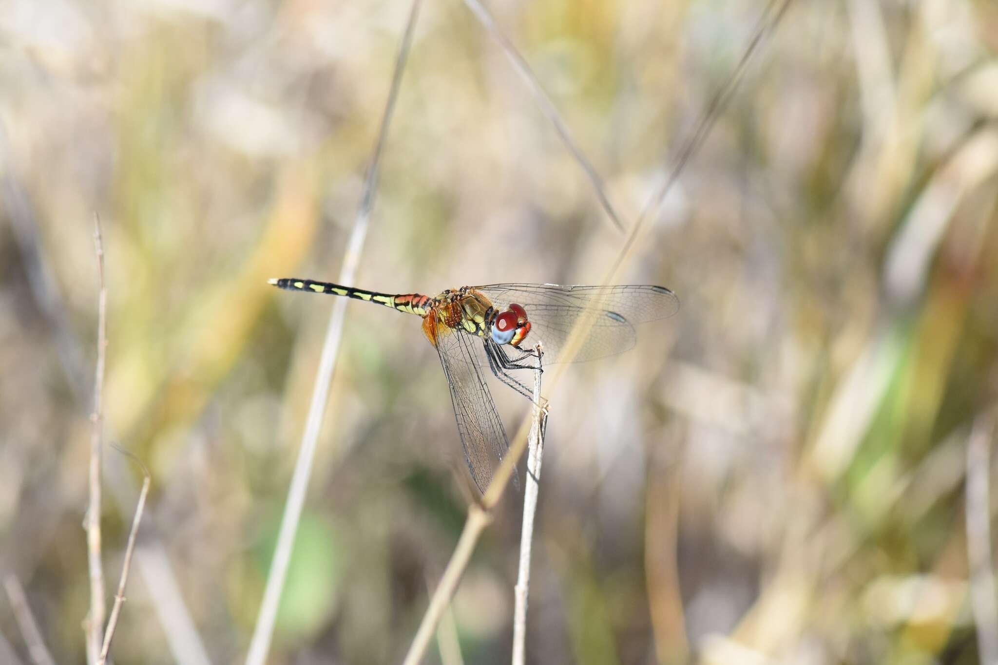 Image of Barbet Percher