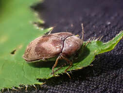 Image of Araeopidius monachus (Le Conte 1874)