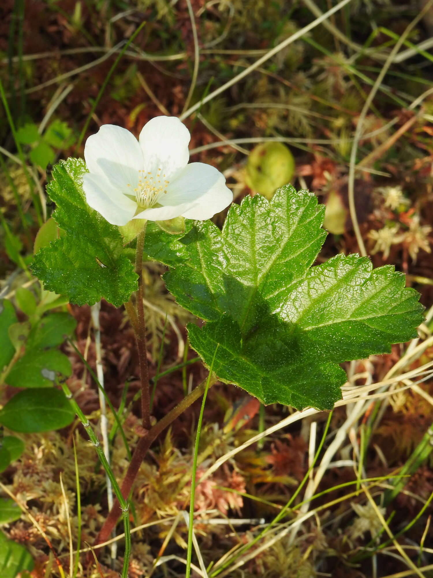 Rubus chamaemorus L. resmi