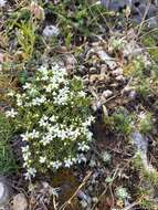 Image of Arenaria erinacea Boiss.