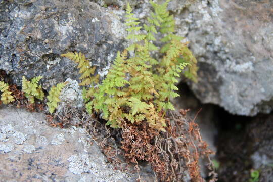 Image of Woodsia fragilis (Trev.) Moore