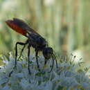 Image of Sphex oxianus Gussakovskij 1928