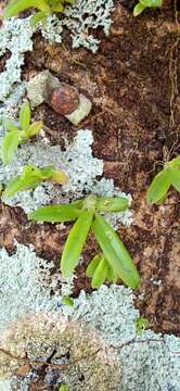 Image of Christmas Island urchin orchid