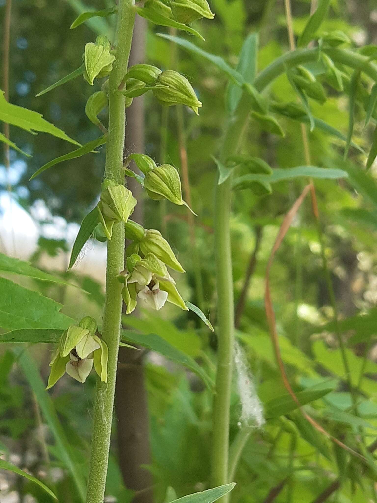 Imagem de Epipactis bugacensis Robatsch