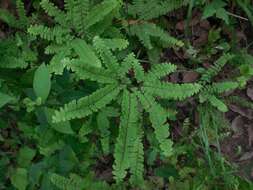 Image of Adiantum patens Willd.