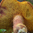 Image of Poplar Bolete