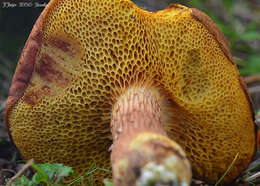 Image of Poplar Bolete