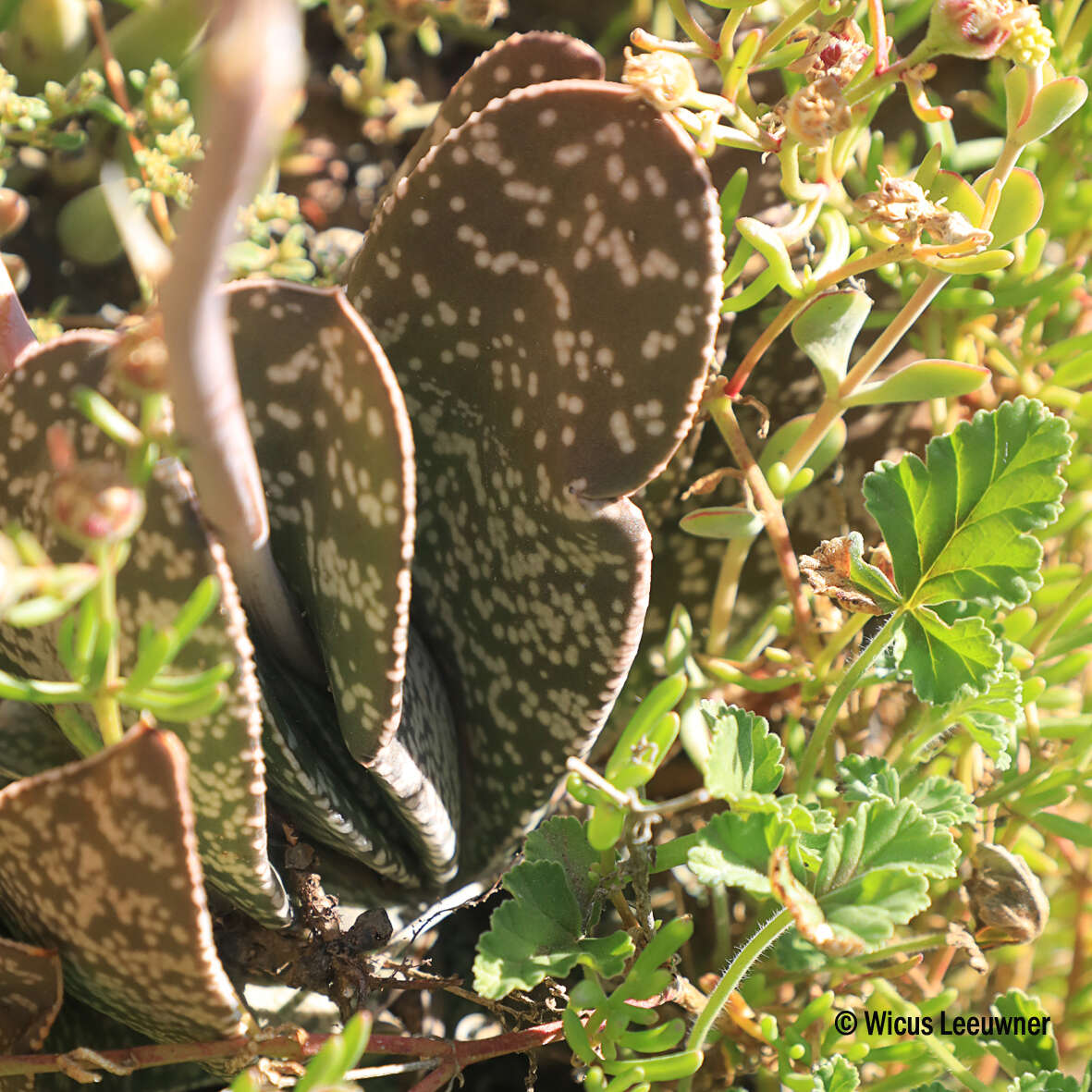 Image of Gasteria disticha var. disticha