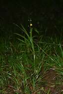 Image of Utricularia hispida Lam.