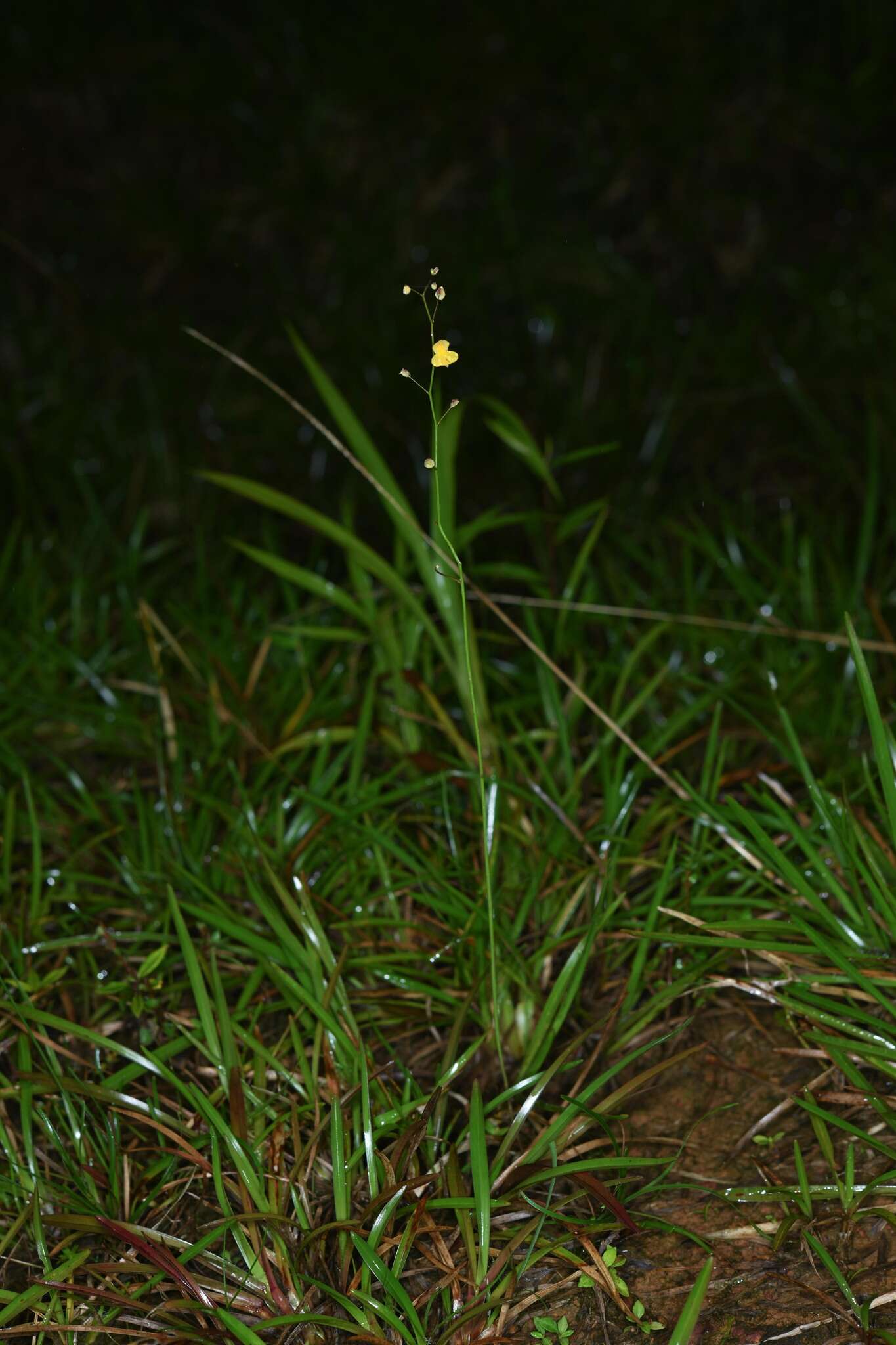 Image of Utricularia hispida Lam.