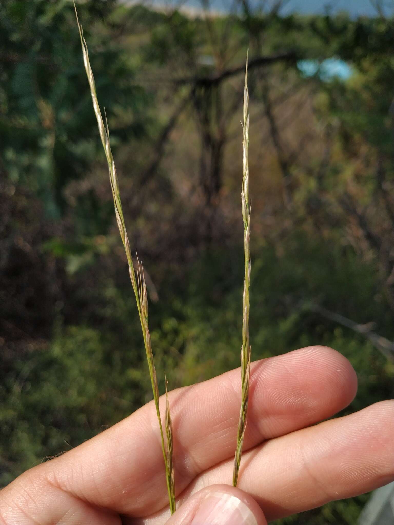 Imagem de Achnatherum bromoides (L.) P. Beauv.