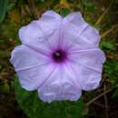 صورة Ipomoea bahiensis Willd. ex Roem. & Schult.