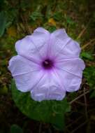 Ipomoea bahiensis Willd. ex Roem. & Schult.的圖片