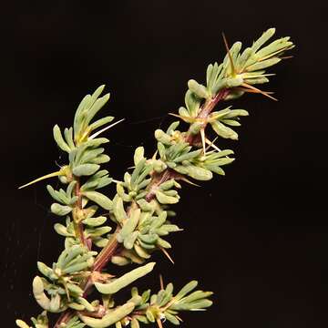 Слика од Sclerolaena tricuspis (F. Müll.) Ulbr.