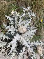 Image of Cirsium cephalotes Boiss.